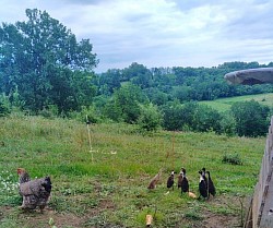 Les canards coureurs indiens