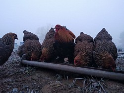 Les poules Brahmâ