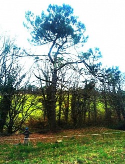 Le pin gardien de l'espace sacré