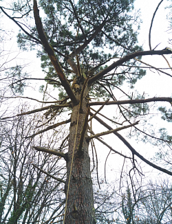 Élagage du pin - automne 2024