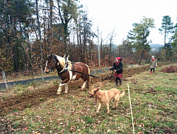 Préparation des sols pour la plantation de la haie en syntropie