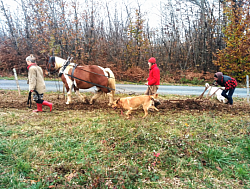 Initiation Traction Animale