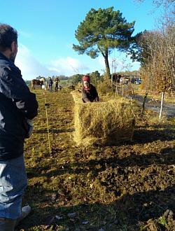 Paillage avec du vieu foin