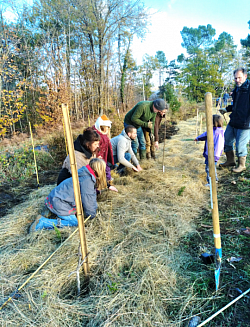 Plantation de la haie en culture syntropie
