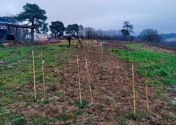 Plantation de l'oseraie - hiver 2023