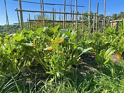 Jardin potager - 2025
