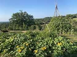 Tipi de courges et buttes en traction animale de courge