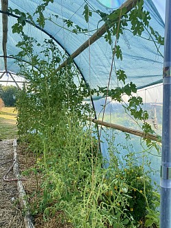 Serre entre tomate, luffa et aromatique...